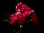 Gotitas de agua en una flor roja