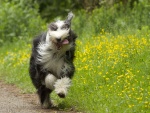 Un bonito perro corriendo junto a las flores
