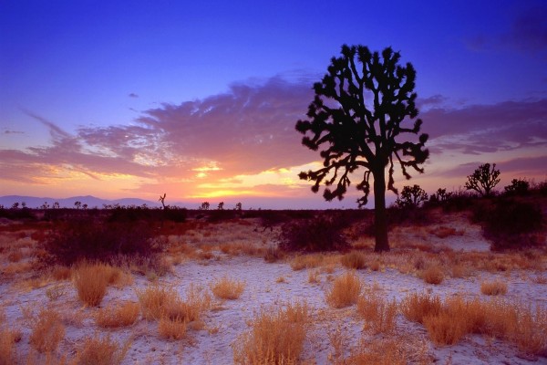 Árbol en el desierto