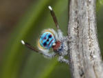 Araña pavo real (Maratus) durante el cortejo