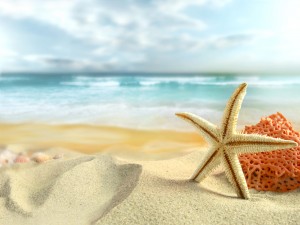 Bonita estrella de mar sobre la arena de una playa