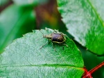 Escarabajo caminando sobre una hoja verde
