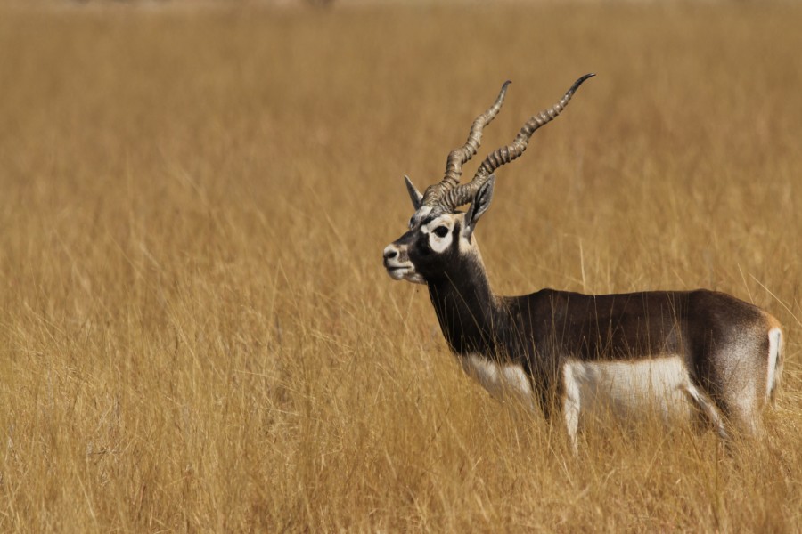 Un bonito sasin (Antilope cervicapra)