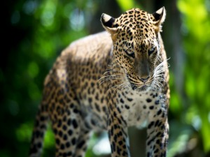 Un bonito leopardo