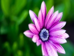 Flor con pétalos de color violeta