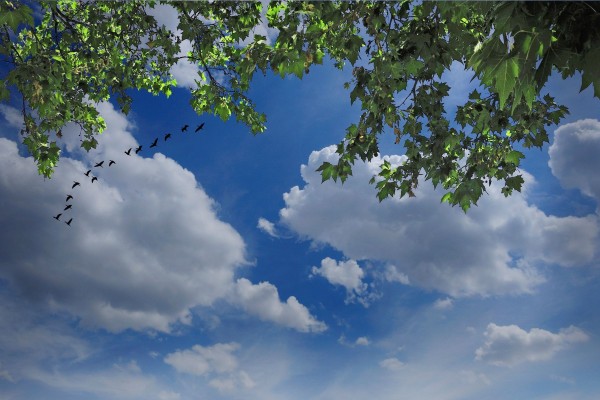 Aves volando en el cielo