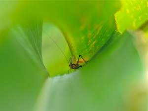 Insecto sobre una hoja verde