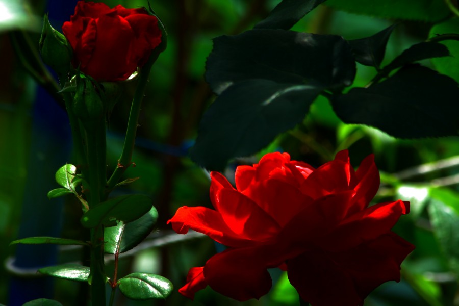Dos bellas rosas en el rosal