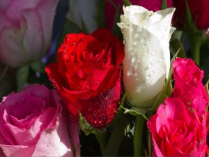 Rosas blanca, rosada y roja con gotas de agua