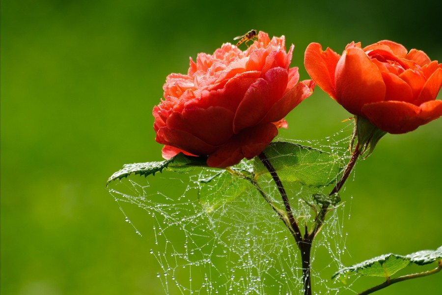 Tela de araña entre dos rosas