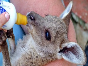 Canguro bebé tomando leche con una mamadera