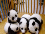 Osos panda bebés