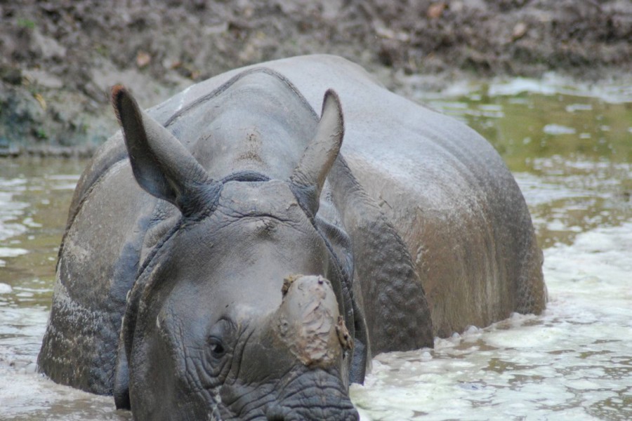 Rinoceronte en el agua