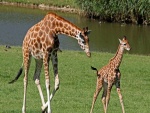 Mamá jirafa junto a su cría