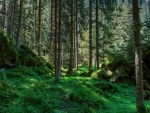 Un bonito bosque verde