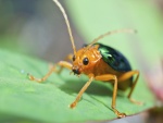 Un bonito escarabajo