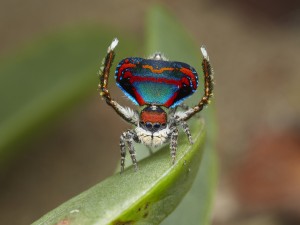 Cortejo de una araña pavo real (Maratus)