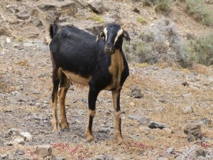 Cabra en Jandia (Fuerteventura)