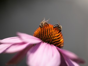 Postal: Dos abejas en una misma flor