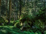 Rocas cubiertas de vegetación en el bosque
