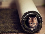 Gatito dentro de una alfombra enrollada