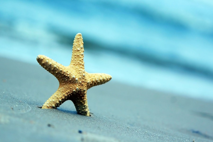 Estrella de mar clavada en la arena