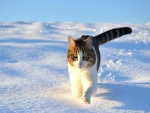 Gato corriendo sobre la nieve