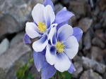 Dos flores azuladas
