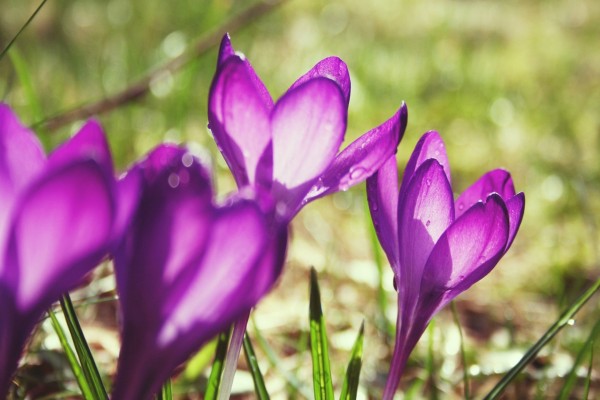 Crocus mojados