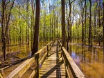 Puente sobre el pantano del bosque
