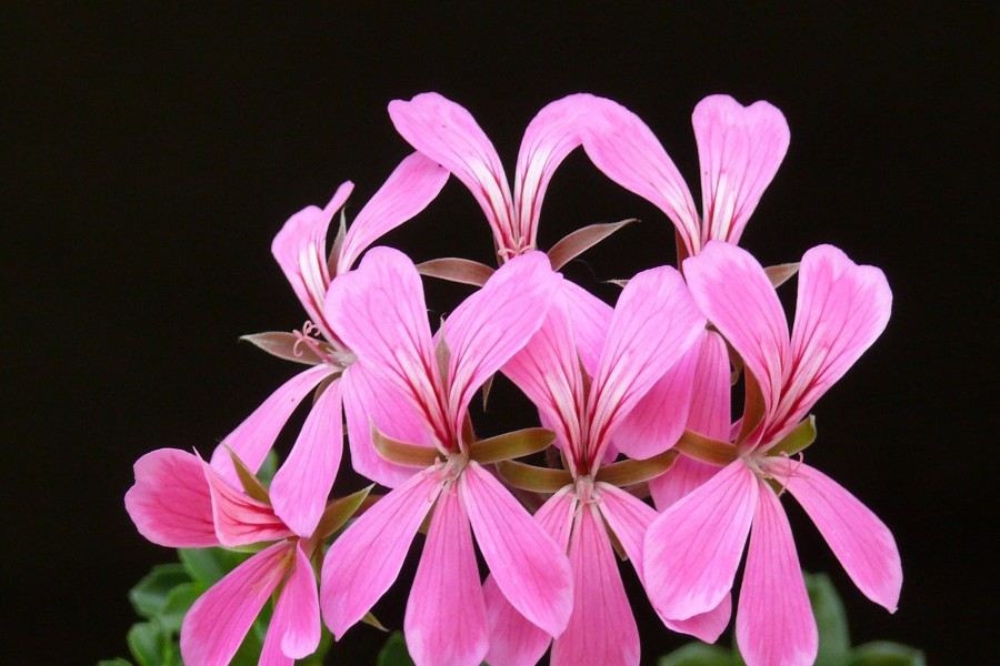 Flores de geranio de color rosa