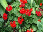 Flores rojas de geranio con sus hojas verdes