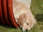 Cachorro Golden Retriever durmiendo