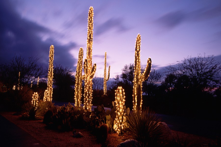 Cactus iluminados a la entrada del sol