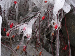 Bayas en las ramas congeladas