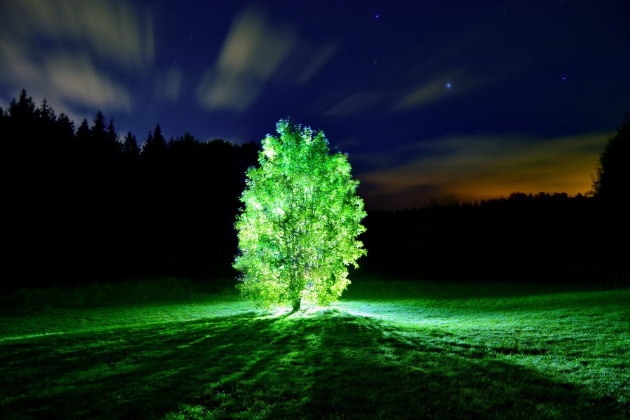 Árbol brillando intensamente al anochecer