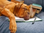 Bulldog dormido tras pasar la noche estudiando