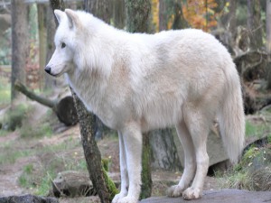 Lobo blanco en el bosque
