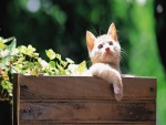 Un gatito dentro de un cajón de madera