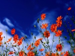 Flores naranjas bajo un cielo azul