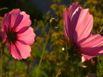 Flores de color rosa bajo la luz del sol