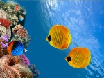 Hermosos peces de colores bajo el mar