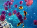 Peces nadando entre medusas rosas