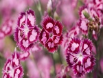 Pequeñas flores con pétalos de color rosa y fucsia