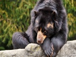 Un oso negro tumbado sobre una roca