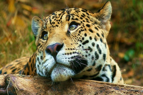 La cara de un bonito leopardo
