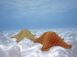Dos estrellas de mar bajo el agua