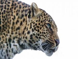 Primer plano de un leopardo