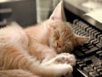 Gato dormido junto al teclado