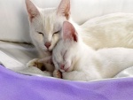 Gata blanca junto a su gatito
